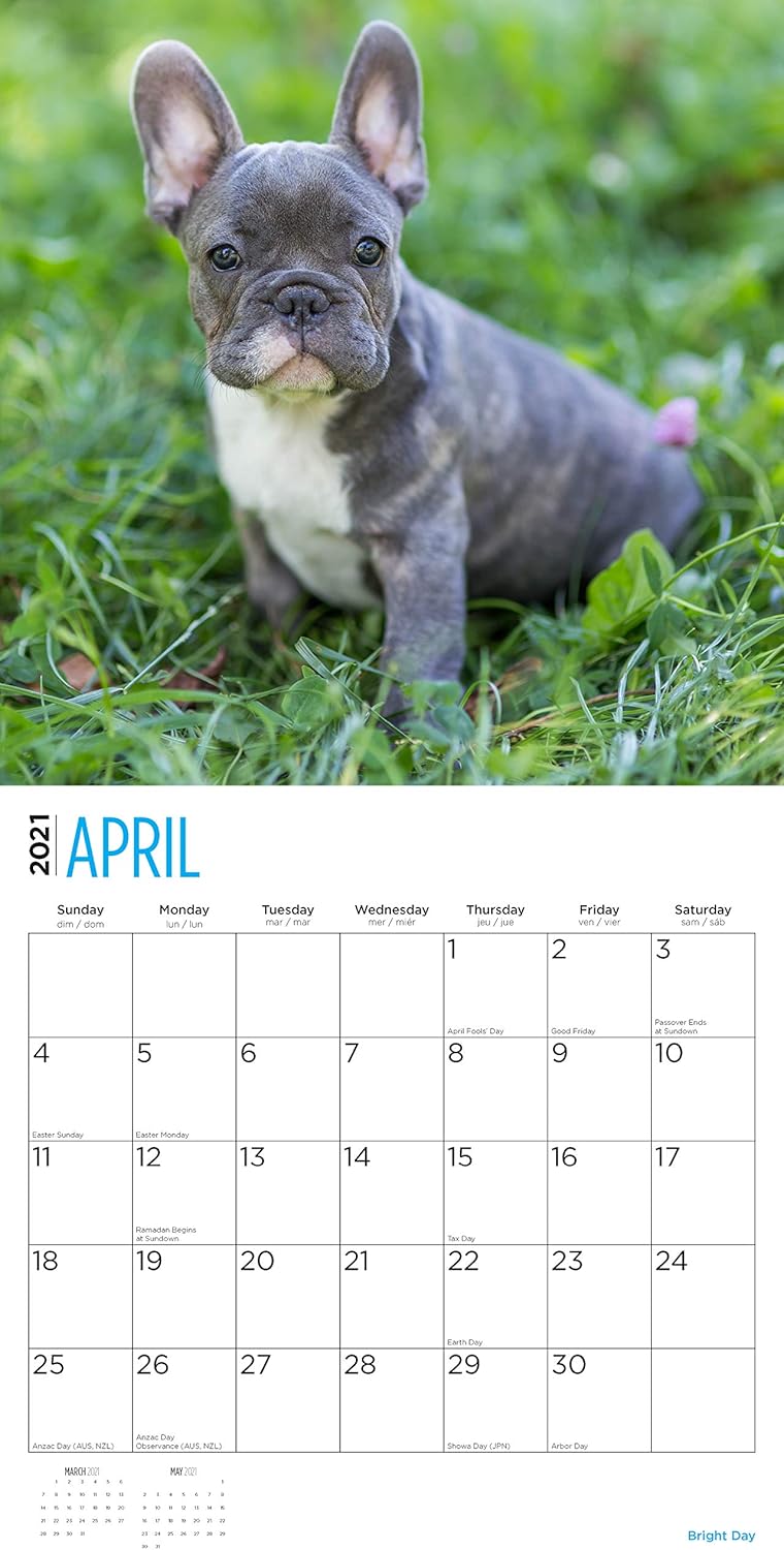 Amazon Bright Day Calendars 21フレンチブルドッグ子犬壁カレンダー 12 X 12インチ かわいい犬 アダルトカレンダー 文房具 オフィス用品