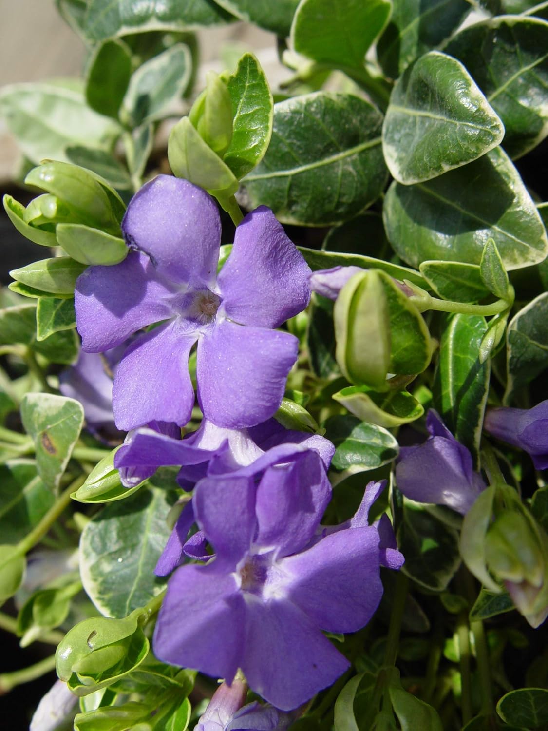 Jeepers Creepers Vinca minor 'Ralph Shugert' (Periwinkle