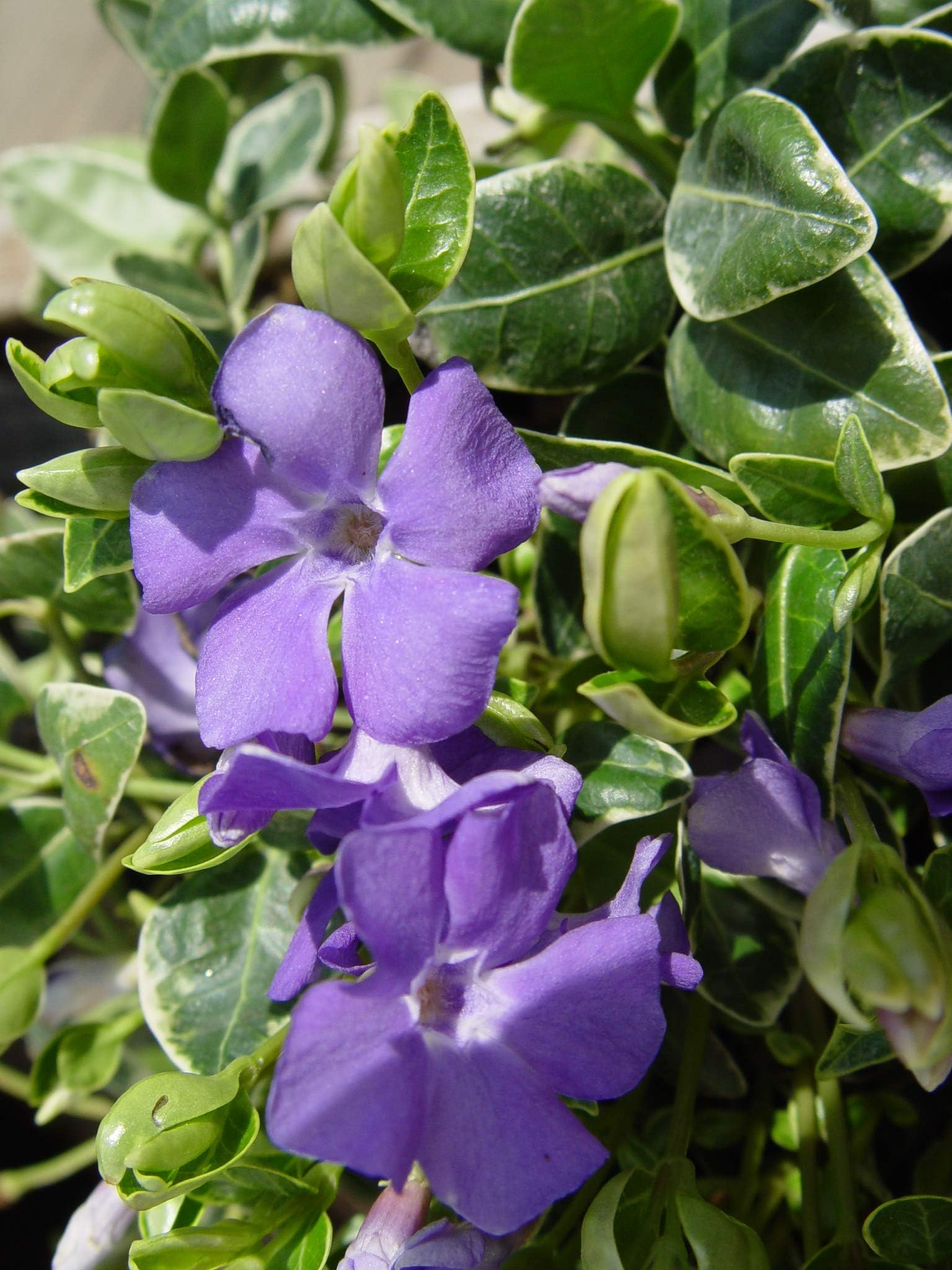 Jeepers Creepers - Vinca minor 'Ralph Shugert' (Periwinkle) Perennial, lavender flowers, 1 - Size Container