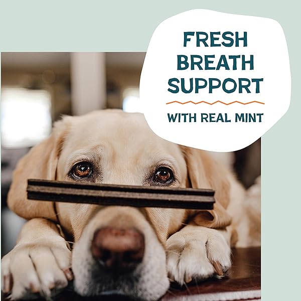 SHAMELESS PETS CARROT & MINT DENTAL CHEWS FOR DOGS, 32 CHEWS – NATURAL DOG TEETH CLEANING TREATS WITH FRESH BREATH BENEFITS | GRAIN-FREE DENTAL STICKS FOR SMALL, MEDIUM & LARGE DOGS