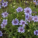 Outsidepride 1000 Seeds Annual Felicia Blue Daisy
