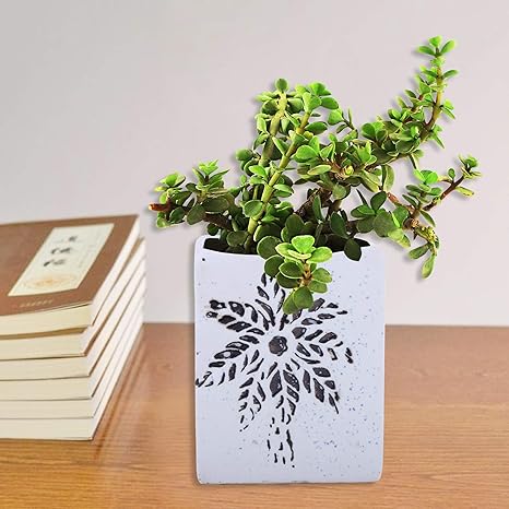 Anshsome Creations Live Plant Good Luck Jade Plant With Ceramic