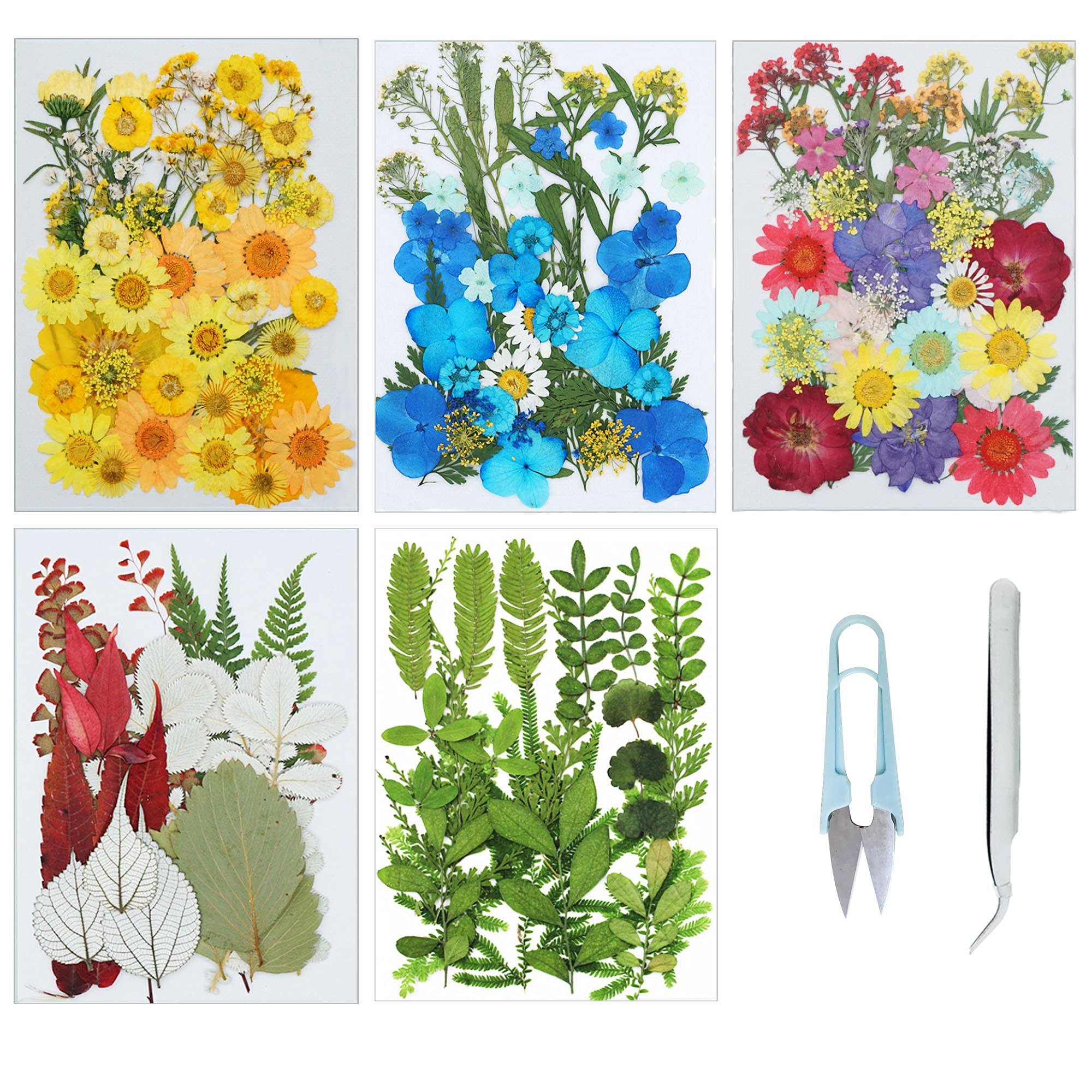 Cayway Natural Dried Pressed Flowers, Natural Dried Pressed Leaves, Natural Dry Flowers Leaves with Tweezers, Scissors for Pressed Leaf Art Craft DIY Embellishment Decorations