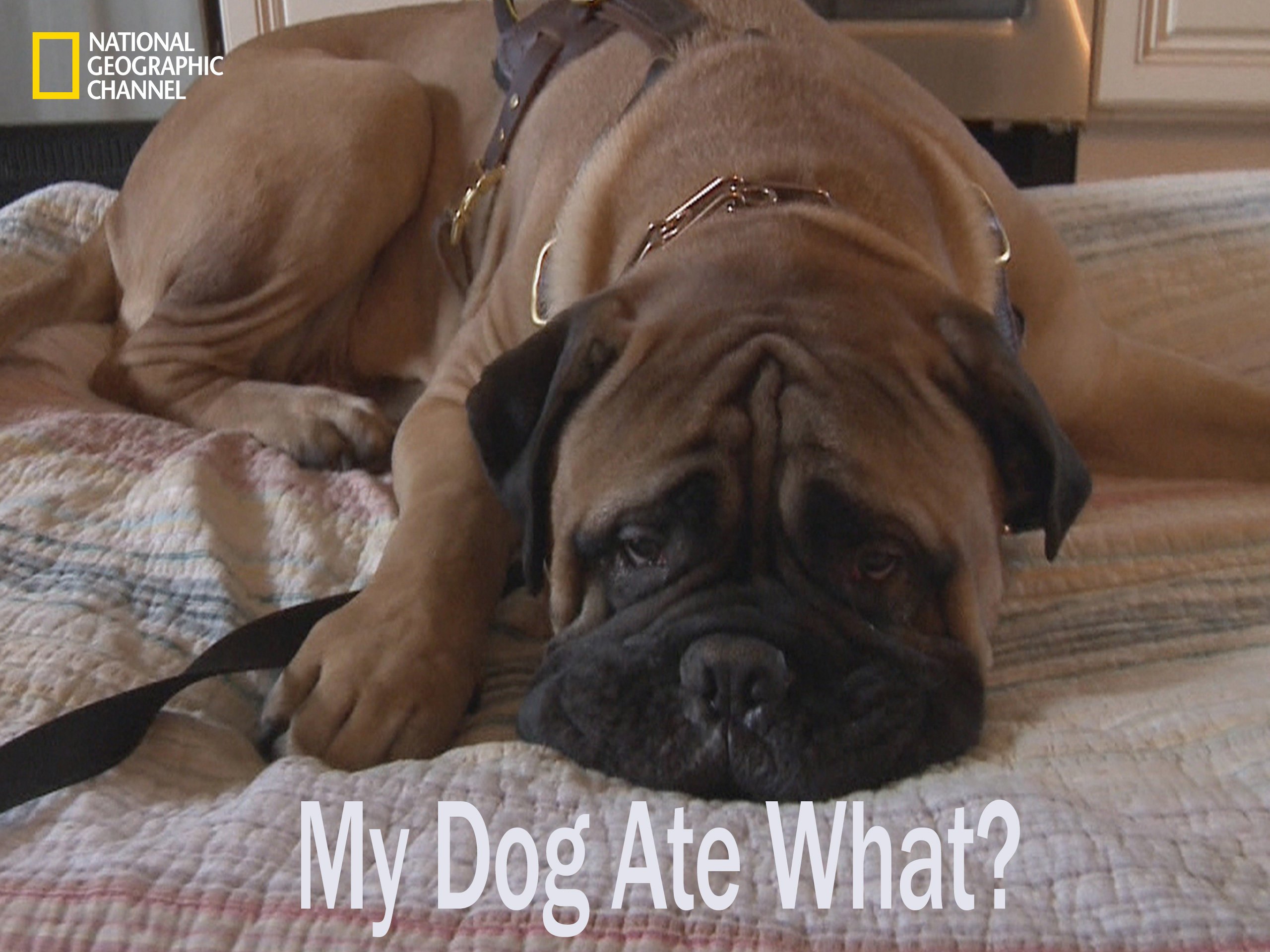 dog eats 19 pacifiers