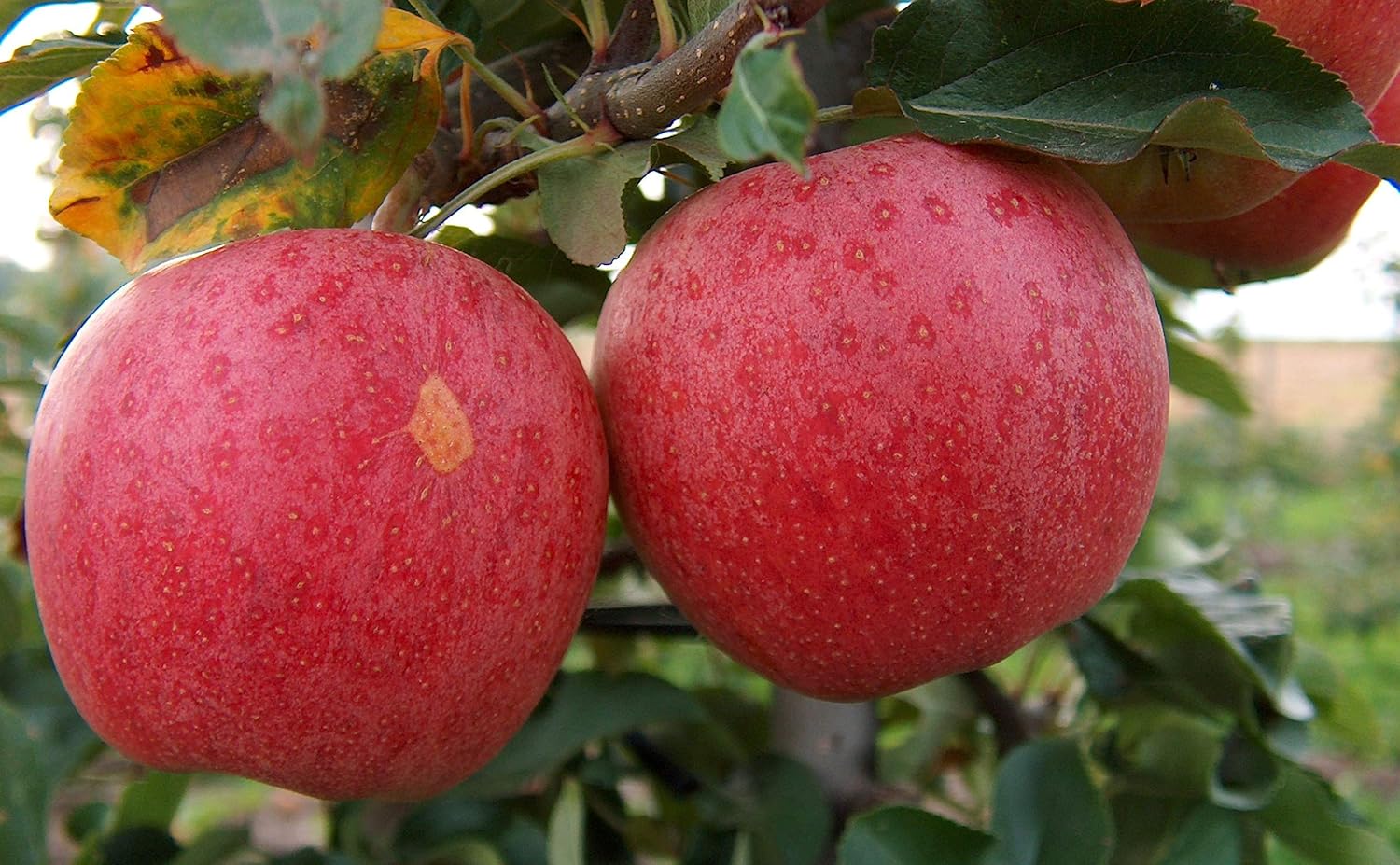 Gala Apple Tree - Grow Fresh Fruit - Live Plants Shipped 2-3 Feet Tall by DAS Farms (No California)