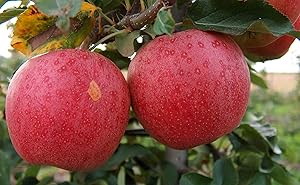 Gala Apple Tree - Grow Fresh Fruit - Live Plants Shipped 2-3 Feet Tall by DAS Farms (No California)