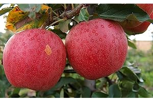 Gala Apple Tree - Grow Fresh Fruit - Live Plant Shipped 3 Feet Tall by DAS Farms (No California)