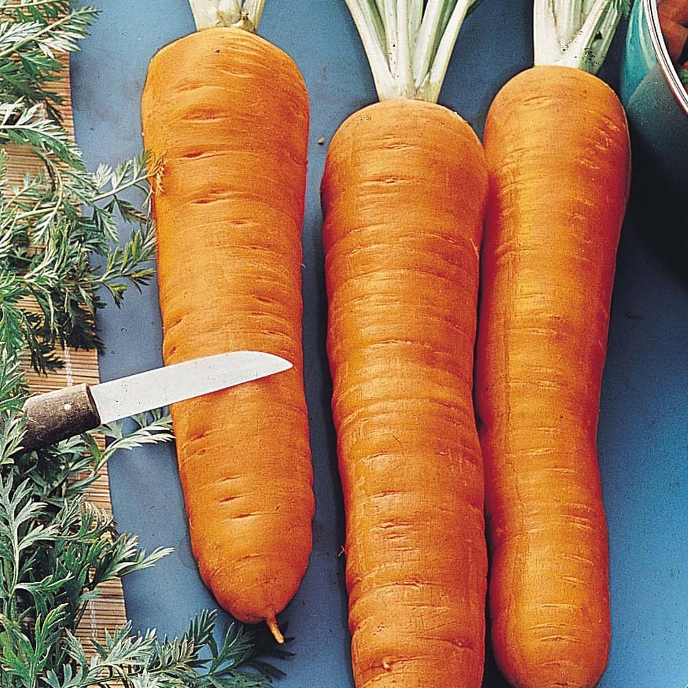 5g (Approx. 4000) Giant Carrot Seeds Autumn King Heirloom, Stores Through Winter, Large Roots