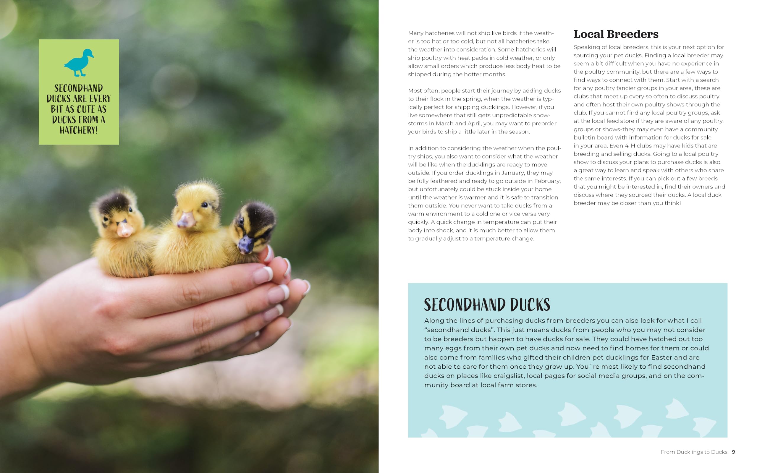 Raising Ducks for Beginners and Beyond: The Guide to Breeds, Ponds, Nutrition, and All Things Duck Raising Ducks for Beginners and Beyond: The Guide to Breeds, Ponds, Nutrition, and All Things Duck Paperback