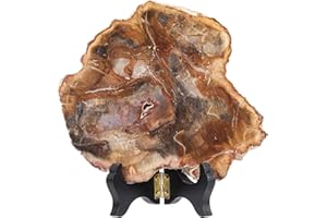 Amogeeli Natural Petrified Wood Slice Stone Specimen with Wooden Stand, Irregular Mineral Crystal Decoration for Home & Office