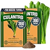 HOME GROWN Culantro Seeds, 720+ Seeds, Eryngium foetidum | High Germination, Heirloom, Non-GMO | 720+ Seeds (360+ Each, 2 Pack) | Slow-Bolting | Flavorful Cilantro Alternative