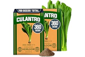HOME GROWN Culantro Seeds - 720+ Heirloom Herb Seeds for Planting, Slow-Bolting, Flavorful Cilantro Alternative, Great for Outdoor Herb Gardens (Eryngium foetidum)