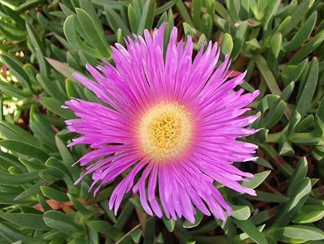 Amazon 種子 Carpobrotus Edulis 工場 サワー図 ホッテントット図 ピンクの花多肉植物 アートフレーム ポスター オンライン通販