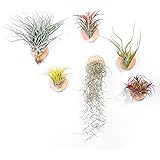 MITIME Air Plants Holders-Real Wood Live Air Plant Holders.Rustic Air Plant Stand,Wall-mounted to save space.(Plants not incl