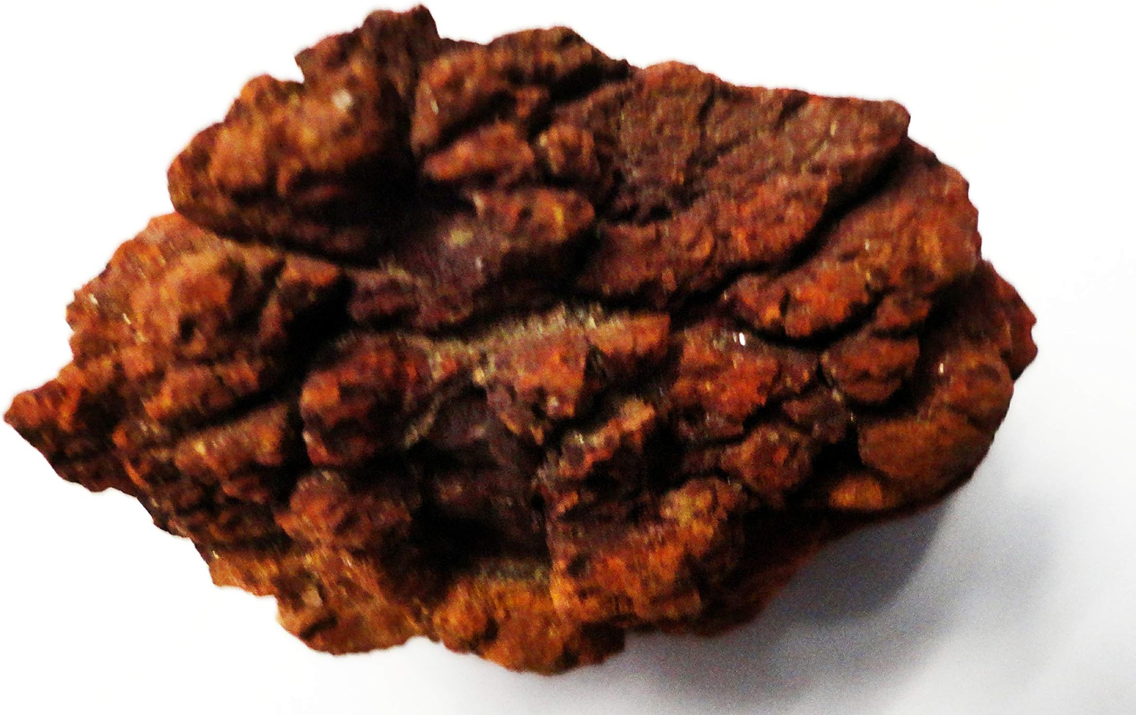 COPROLITE FOSSIL DINOSAUR POO Starter Educational Pack Collectable MADAGASCAR 50 MIL OLD