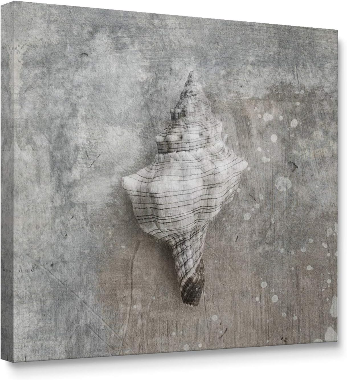 Niwo Art-Conch Shell, Sea Animail Canvas Wall Art Home Decor,Stretched Ready to Hang