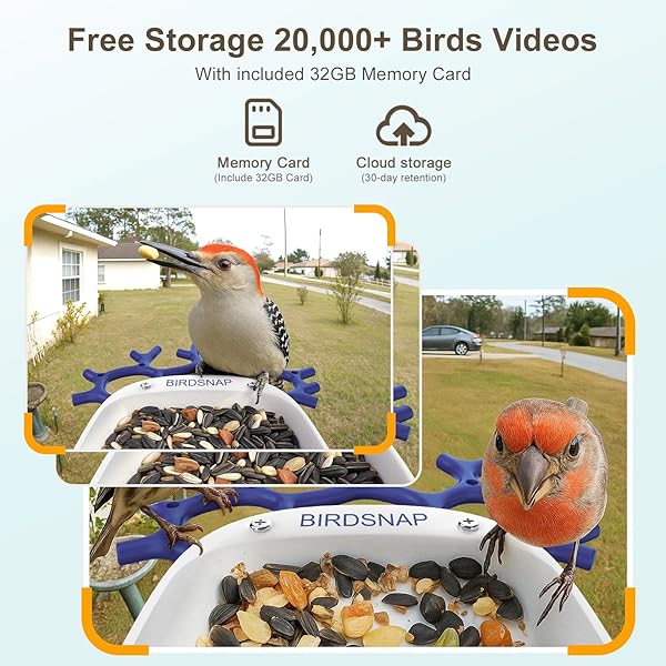BIRDSNAP® P33 – SMART BIRD FEEDER WITH CAMERA SOLAR POWERED, 2K VIDEO BIRD CAMERA FEEDER LIVE WITH 32GB CARD, AI IDENTIFY FEATHER SPECIES, AUTO RECORD IN BACKYARD, IDEAL GIFT FOR BIRDS LOVER