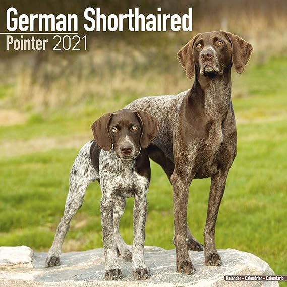 german shorthair weight