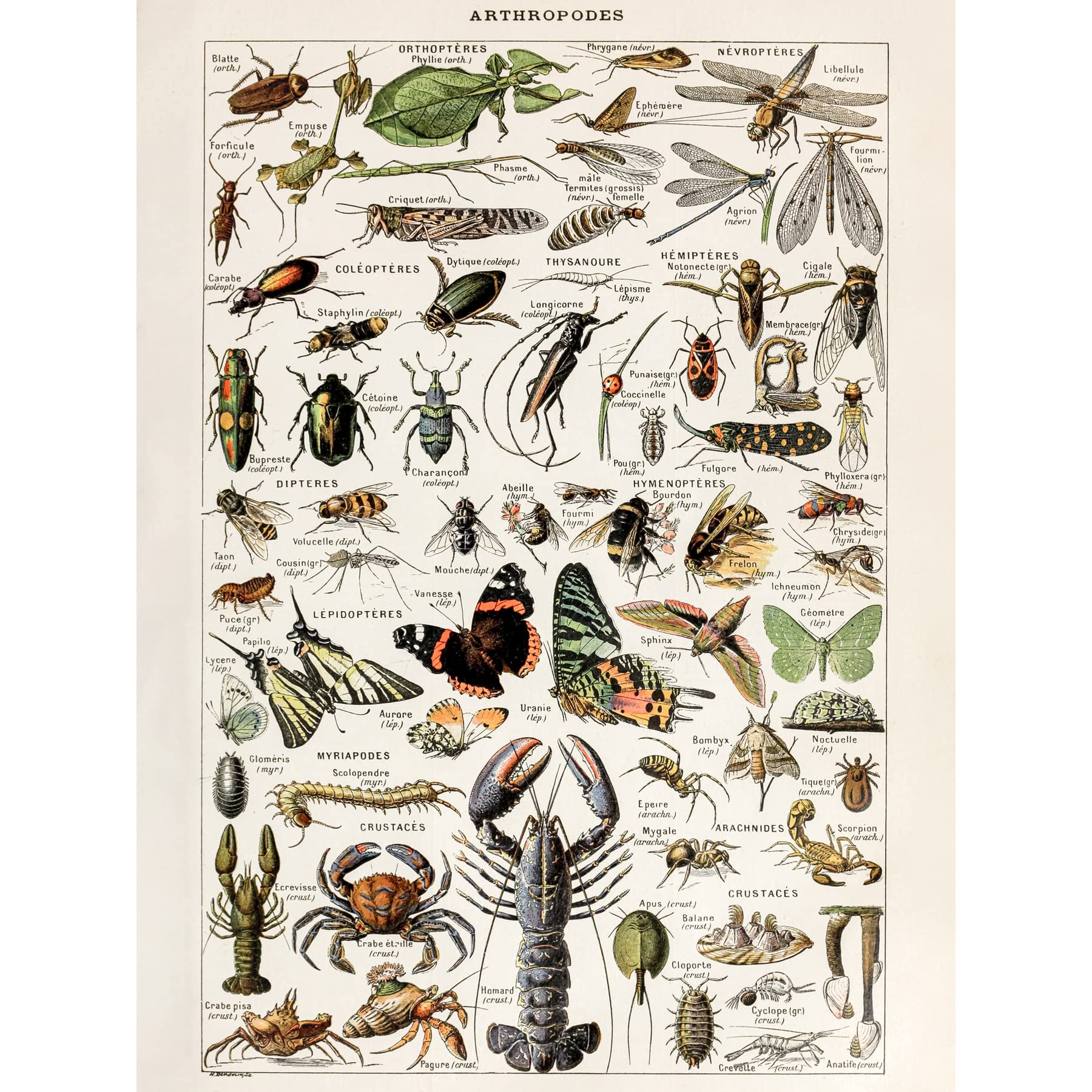 Artery8 Millot Encyclopedia Arthropods Exoskeletal Animals Unframed Wall Art Print Poster Home Decor Premium — image 1
