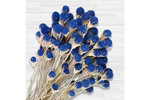GLICRILI 40 Pcs Natural Blue Dried Thistle Flowers Bouquet, Bulk Dried Craspedia Billy Balls Button Plant, 17'' DIY Floral Arrangements for Home Boho Kitchen Table Wedding Vase Decor