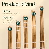 BPIL Bamboo Plant Canes 2ft-10ft Heavy Duty Garden Stake 14-16mm view 2