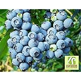 SD0500 Northern Highbush BLUEBERRY Seeds, Vaccinium Corymbosum Fruit Berry Seed (10 Seeds)