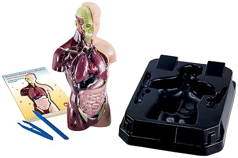 Unbekannt Eduscience Modell für die menschliche Anatomie mit weichen Organen