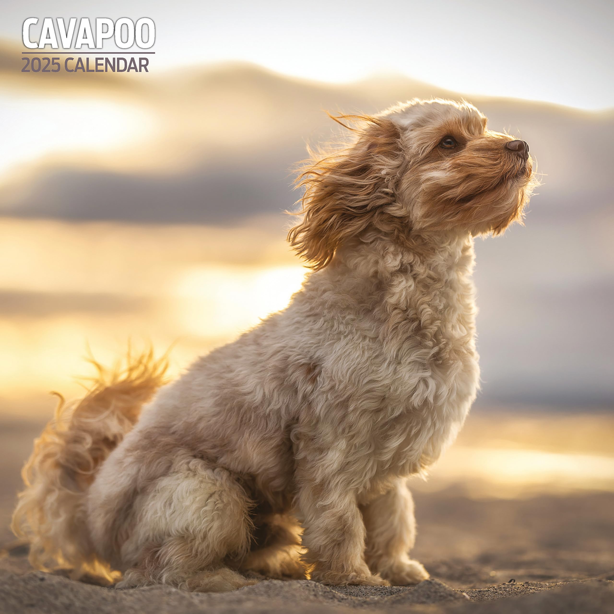 Cavapoo 2025 Traditional Calendar