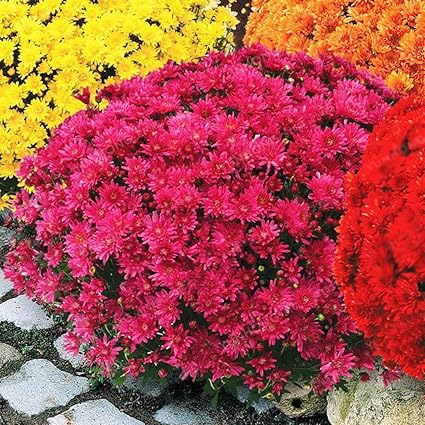 Los Angeles Nuovo Stile Vendita Di Liquidazione Piante