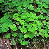900 Seeds, Shamrock - Trifolium Dubium - Oxalis Plant Groundcover Edging Plants Borders Boundary Flower Plants Seeds Outdoor