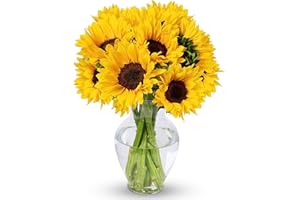 BENCHMARK BOUQUETS - 10 Stem Sunflowers (Glass Vase Included), Next-Day Delivery, Gift Fresh Flowers for Birthday, Anniversar