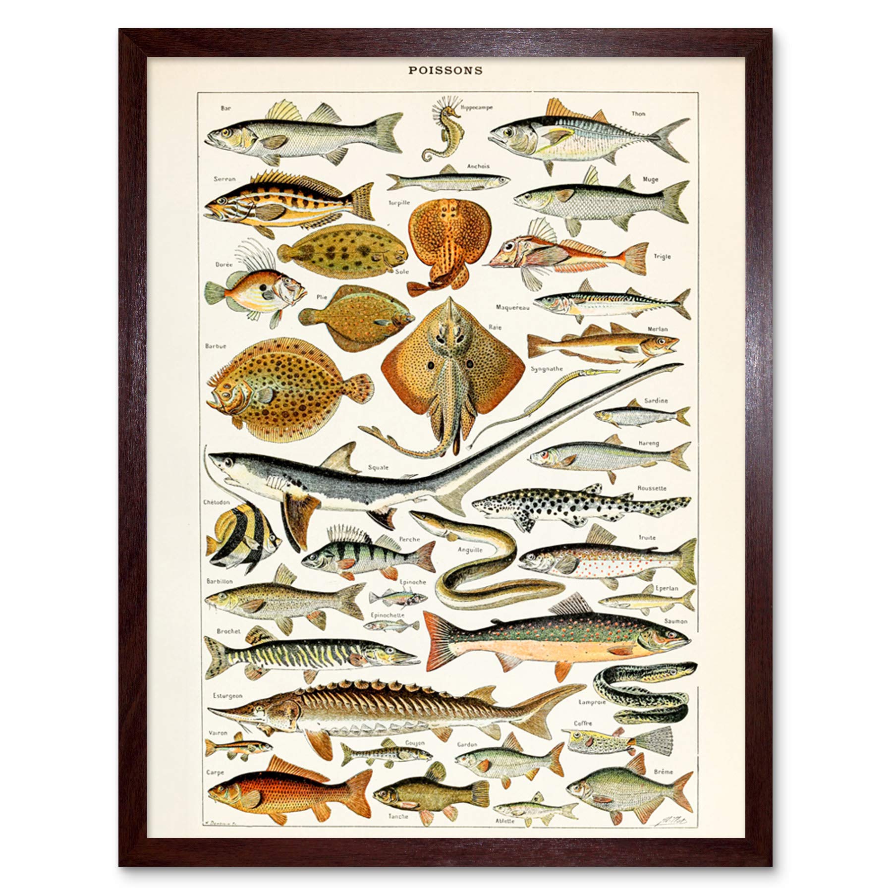 Artery8 Millot Encyclopedia Page Fish Shark Ray Art Print Framed Poster Wall Decor 12x16 inch — image 1