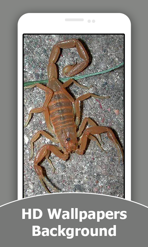 Scorpion HD Wallpapers And Background