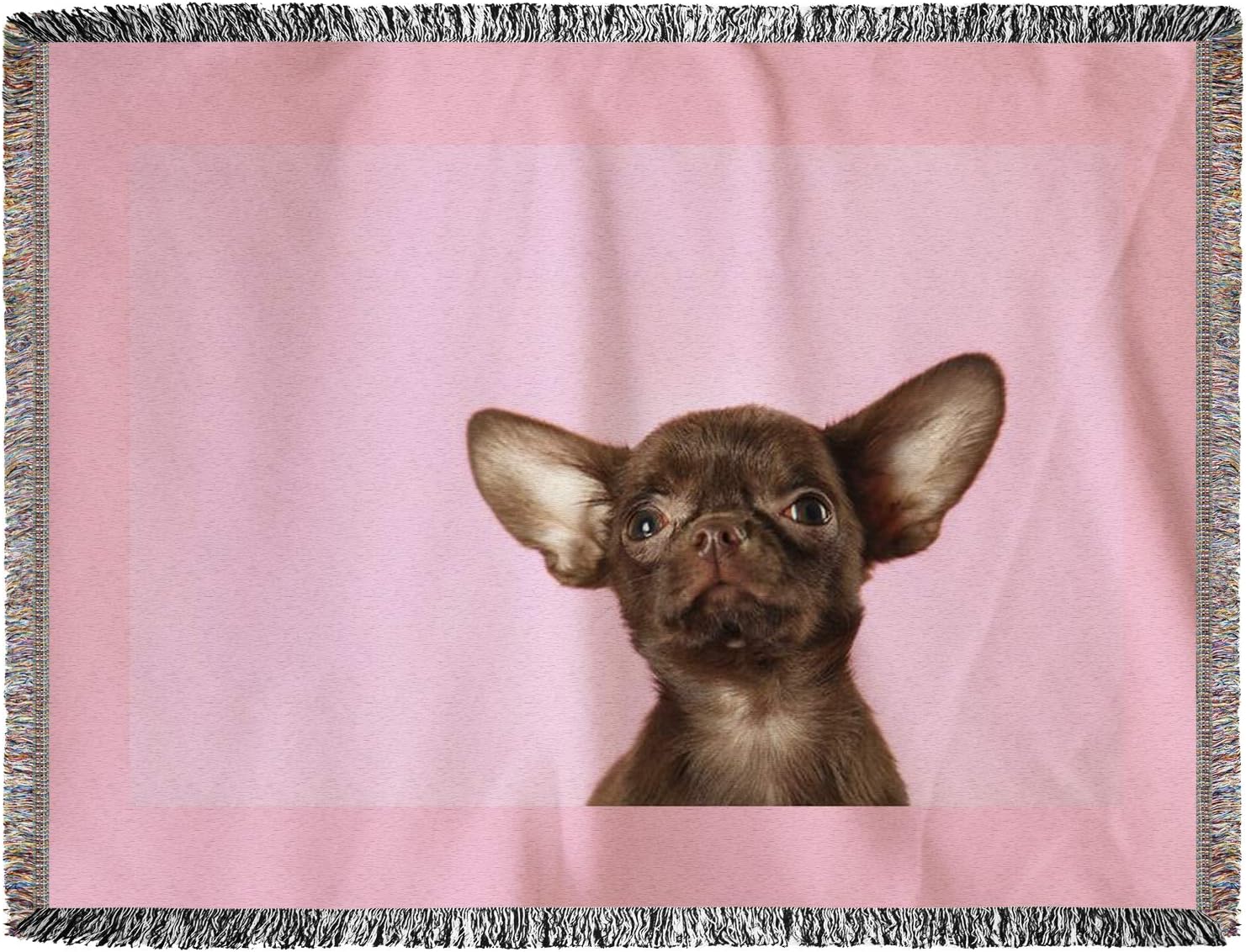 cute small chihuahua