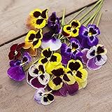 Eden Brothers Pansy Seeds - Swiss Giants Mix