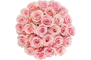 Mother's Day Gift, Colour Republic Fresh Cut Premium Ecuadorian Pink Roses, 25 Fresh Flowers