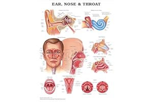 LIPPINCOTT WILLIAMS & WILKINS Ear, Nose and Throat Anatomical Chart
