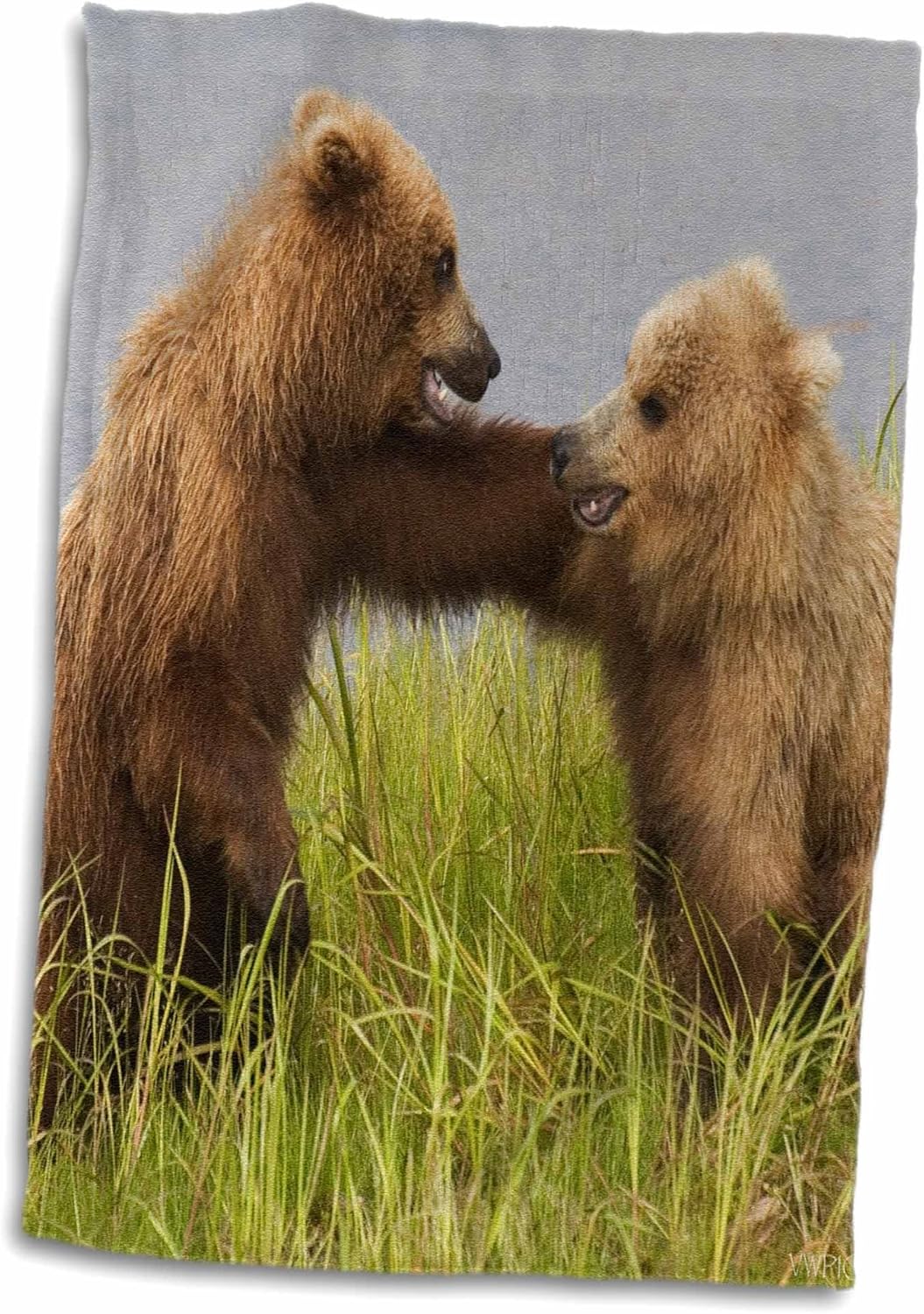 Amazon 3drose Vwpics Bears ブラウン Grizzly Bear Cubs Fighting Ursus Arctos Horribilis カトマイ国立公園 アラスカ タオル 15x22 Hand Towel Twl 1 キッチンクロス オンライン通販 Amazon 3drose Vwpics Bears ブラウン Grizzly Bear Cubs Fighting Ursus Arctos Horribilis カトマイ国立公園 アラスカ タオル 15x22 Hand Towel Twl 1 キッチンクロス オンライン通販