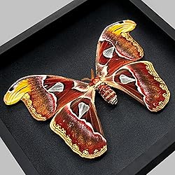 Real Brown Moth Butterfly Frame Insect Lover Black