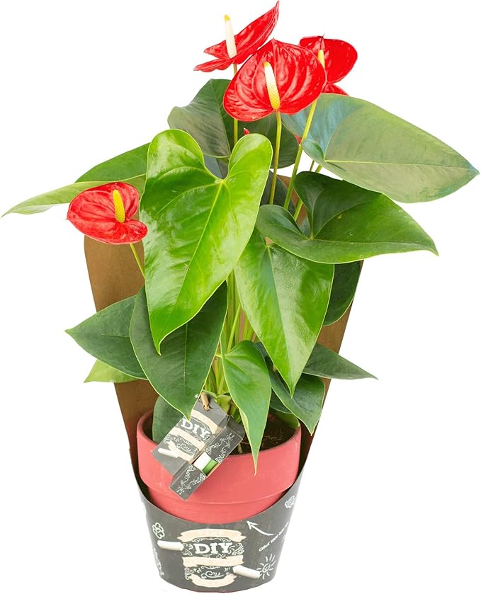 Large Anthurium Sierra Red Flowers Delivered in Terracota Pot House Plants Indoor Plants