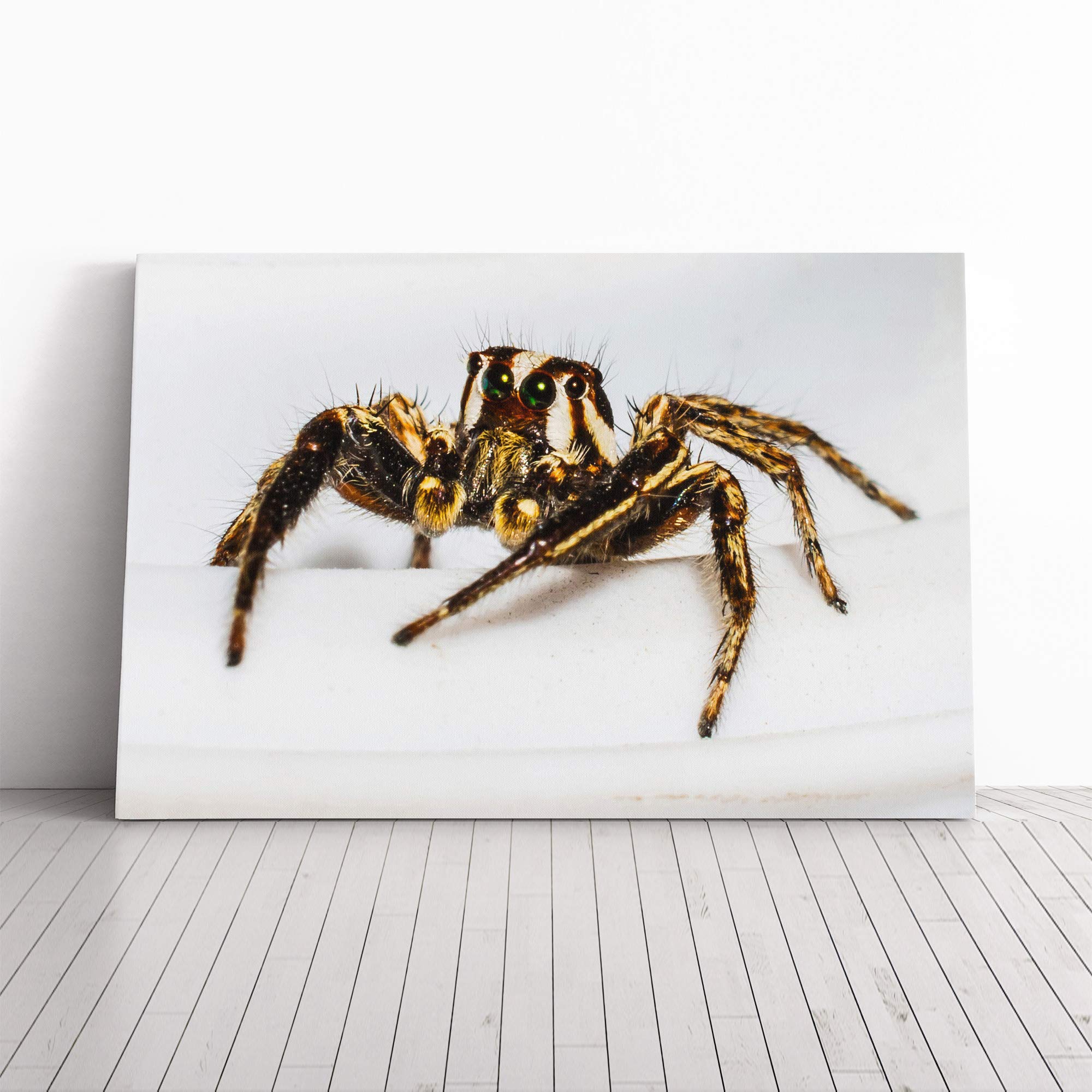 Jumping Spider (4) Canvas Print | Gallery Wrapped 30mm Frame Wall Art | 20x14 inches | Ready to Hang | Modern Animal Picture | Living Room Bedroom Lounge Office