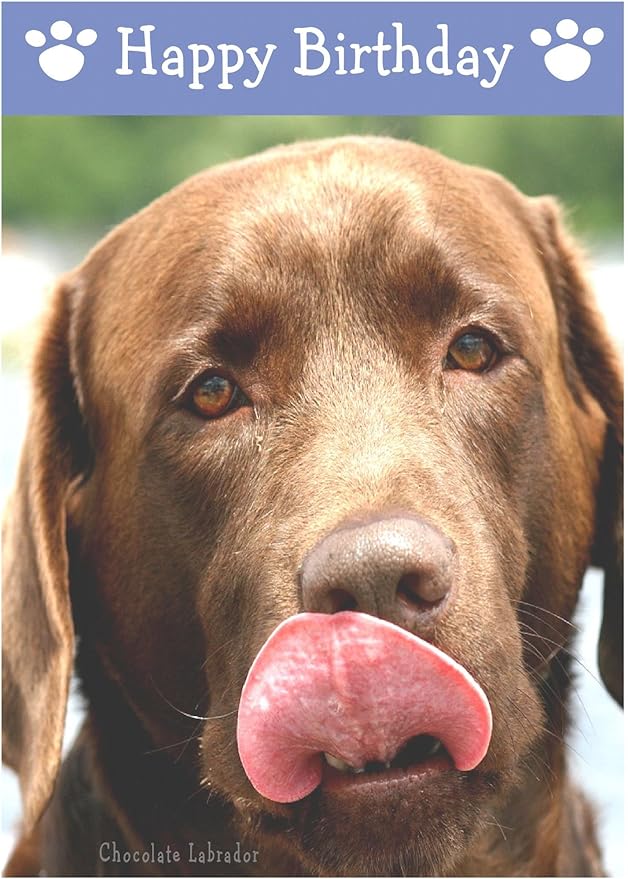 Chocolate Labrador, Dog Birthday Card Amazon.co.uk Office Products