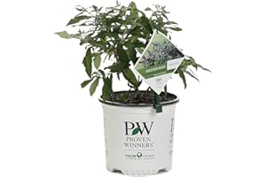 PROVEN WINNERS Pugster Blue Butterfly Bush (Buddleia) Live Shrub, Blue Flowers, 1 Gallon