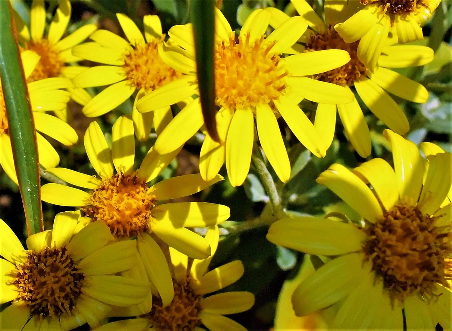 Dunedin Group Brachyglottis Sunshine Yellow Silver Leaved Bold Flowering Very Hardy Shrub In Litre Pot Pot Garden Outdoors Flowers