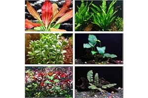 AQUALEAF AQUATICS California Bundle - 25+ Stems / 6 Species Live Aquarium Plants Package