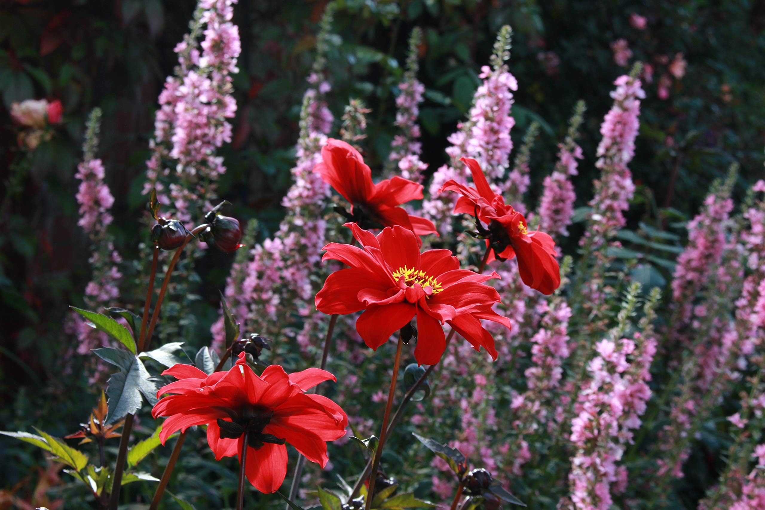 Dahlia 'Bishop of Llandaff' (P) : a Garden Tested Perennial Plant