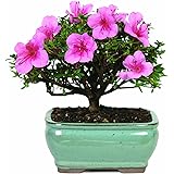 Brussel's DT3066AZ Satsuki Azalea Outdoor Bonsai Tree