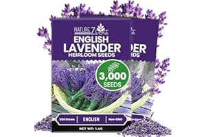 NatureZ Edge 3000 English Lavender Seeds for Planting Outdoors or Indoors, 90% Germination, to Give You The Lavender Plant You Need, Non-GMO, Heirloom Herb Seeds (2 Pack)