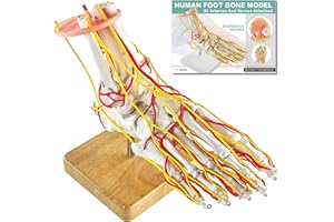 MediTrainer Foot Vascular Arterial Model, Foot Model, Human Size Foot Skeletal Model with Arteries - Detailed Anatomical Structure for Medical Research and Patient Education