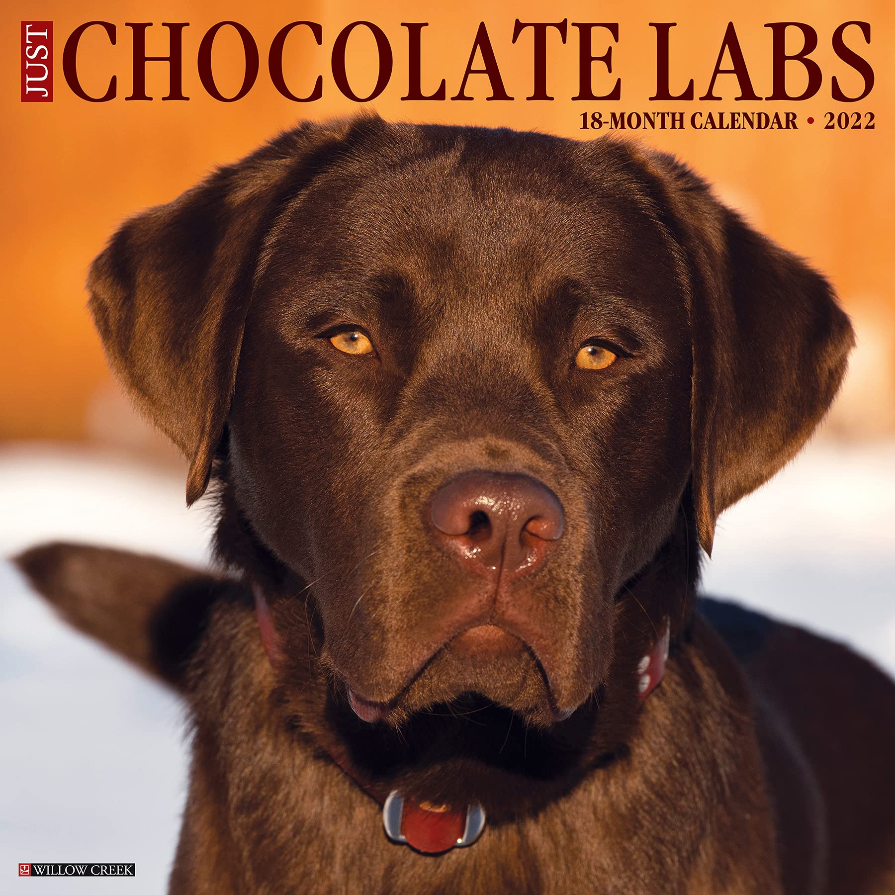 lab chocolate dog